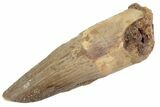 Fossil Spinosaurus Tooth - Real Dinosaur Tooth #367992-1